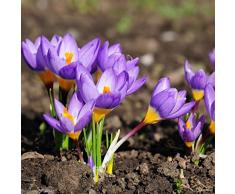 100pcs Garden Courtyard Evergreen Arbuste Plantes Crocus sativus Seeds