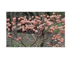 Arbuste Edgeworthia Red Dragon 30-40cm: 2