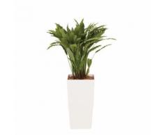 plante en soie artificielle type:calathea h:115 cm,