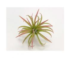 Plante artificielle tillandsia vert H.17cm NATURE