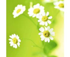 Scenolia Tableau décoration Murale PAQUERETTES Vertes 90 x 90 cm | déco Design imprimée en France