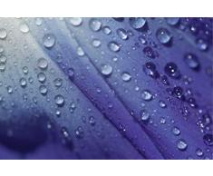 Scenolia Tableau décoratif Grand Format sur Toile PHILTRE 90 x 60 cm | Impression Haute qualité