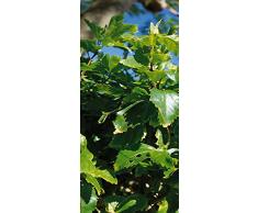 PeelitStickit id-0896Â 60Â Largeur x 130Â cm Hauteurâ¯: Belle Nature de Haute qualitÃ© en Vinyle Papier Peint Mural