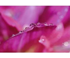 Scenolia Tableau dÃ©coratif Grand Format sur Toile OFFRANDE 90 x 60 cm | Impression Haute qualitÃ©