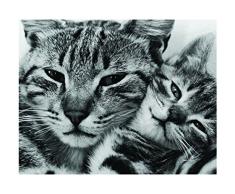 Affiche 40x50 cm Chat et chaton / Poppa Puss / Katze und Kätzchen David Mc ENERY