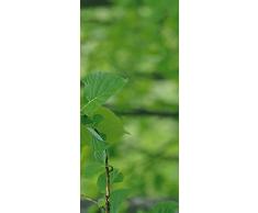 PeelitStickit id-0807Â 60Â Largeur x 130Â cm Hauteurâ¯: Belle Nature de Haute qualitÃ© en Vinyle Papier Peint Mural