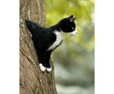 Affiche 24x30 cm Chat attentif / Attentive Cat / Aufmerksame Katze Florence ROUQUETTE, Jean-Michel LABAT