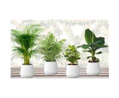 Pack de 4 plantes 25-40 cm : Bananier, palmier nain, palmier Aracea et caféier d'Arabie