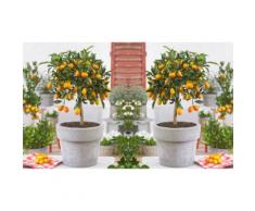 Arbuste kumquat avec ses fruits à mûrir (55-65 cm) : 2
