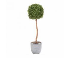 Arbuste de buis en boule dans un pot en plastique noir