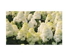 Arbuste Hortensias Grandiflora, 35-50cm à la livraison pot inclus : 4