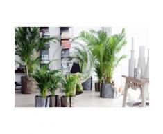Palmier d'Arec (60-70 cm) : 4