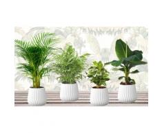 Pack de 4 plantes 25-40 cm : Bananier, palmier nain Chamadorea, palmier Aracea Lutescens et caféier d'Arabie