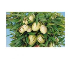 Arbuste fruitier poire et melon : x4