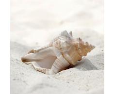 Tableau sur toile coquillage 65x65 cm - Naturel