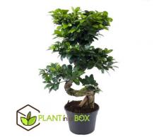 Bonsaï japonnais tige en S - pot ⌀2 cm - H.60-80cm (hauteur pot incluse)