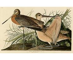 Berkin Arts John James Audubon Giclée Toile Imprimer Peinture Décoration Reproduction Affiche Print(Grande marotte) #XFB