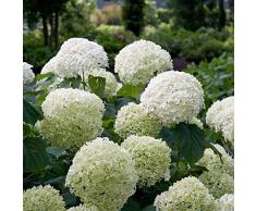 Hortensia « Strong Annabelle » | Hydrangea arborescens blanc | Arbuste fleuri | Hauteur 25-35cm | Pot Ø 19cm