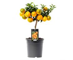 Mandarinier | Citrus Reticulata | Plante d’extérieur | Arbre fruitier | Hauteur 80-85cm | Pot Ø 22cm
