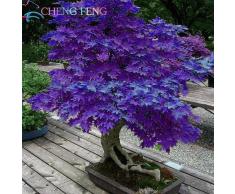 Mini beau violet Graines japonais Bonsai Maple, graines de bricolage arbre plante bonsaï arbuste, graines d'érable frais 50pcs