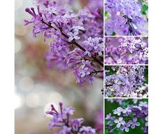 30pcs Violet Fragrant Lilas Arbuste Graines Syringa vulgaris Fleurs semences