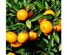 20 Pièces Mandarin Orange Nain Graines Arbre Fruitier Bonsaï Graines Orange Arbre Graines pour la Plantation Extérieure Intérieure