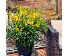 Mahonia EurybracteataSoft Caress | Mahonia chinois hybride jaune | Arbuste dornement | Hauteur 25-30cm | Pot Ø 19cm