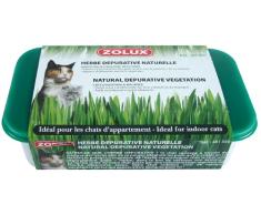 Herbe à chat dépurative naturelle à faire pousser/ZOLUX