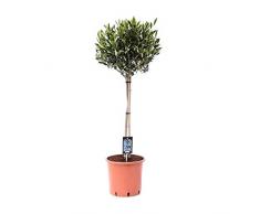 Olea Europeana | Olivier | Arbre fruitier | Hauteur 70-75cm | Pot Ø 18cm