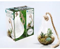 Coffret Ampoule terrarium