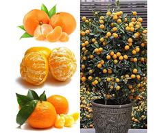 quanjucheer 50 Pcs Orange Agrumes Balcon Jardin En Pot Arbre Fruitier Plantation Kumquat Graine Orange Graine En Pot Arbre Fruitier Graines dorange # 50pcs