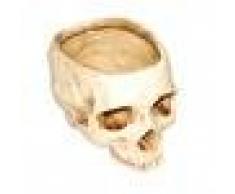 Pot de Fleur Crâne Humain Créatif Décoration pour Bar Maison Jardin