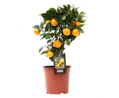 Citrus Mitis « Calamondin » | Oranger | Plante d’extérieur | Arbre fruitier | Hauteur 25-30cm | Pot Ø 12cm