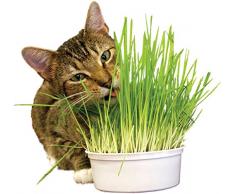 100 graines à semer - HERBE A CHAT - Complément alimentaire pour le transit