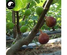 Shopmeeko Acheter Ficus Carica Arbre Fruitier Semente 240pcs Figues De Fruits Pour Fruits Ficus Carica