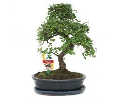 Bonsai orme de Chine - Ulmus parviflora - environ 10 ans