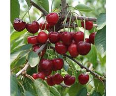 5 Graines de Cerisier Arbre Fruitier envoi sous 48h
