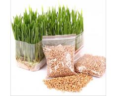 Reefa Graines 250 pièces de lherbe à Chat Prévient la Formation de Boules de Poils dans lestomac du Chat