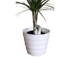Cache-pot de qualité en plastique rigide blanc - Design strié moderne - Idéal pour les plantes dintérieur - 23,5 cm de diamètre