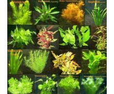 105 plantes equatiques de couleur rouge et 15 Bouquets de plantes d´aquarium