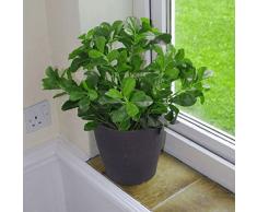 43 cm géranium Aralia Bush Plante artificielle Arbre Arbuste avec pot Noir par feuille
