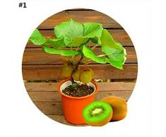 Sisaki 50pcs / sac mélangé Mini arbre fruitier à la maison plante ornementale d'intérieur Graines