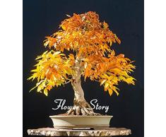 Rare Blue Seeds Maple Bonsaï Plantes Pot Costume pour le bricolage jardin japonais Maple Seeds 20 Pcs / Kinds