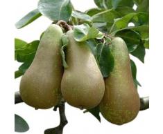 Arbre fruitier nain pour terrasse - Poirier - Variété "Conférence" - Hauteur environ 1 m