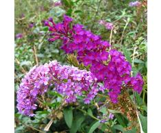 Kisshes Seedhouse - Chine Rare arbuste 'Arbre à papillons' tricolore Buddleia davidii 'Empire Blue', PinkDelight' fleurs grainé jardin plantes vivaces Plantes les bordures pots bacs à fleurs