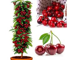 Centraliain Graines De Cerise, 50 Pcs Graines De Cerise Jardin Cour Délicieux Arbre Fruitier Accueil Bonsaï Graines de Cerise