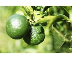 Arbre fruitier de citron bio vert 20 graines pour planter intérieur/extérieur