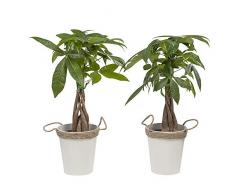 Plantes dintérieur de Botanicly – 2 × Cacaoyer-rivière en cache-pot en zinc comme un ensemble – Hauteur: 38 cm – Pachira aquatica