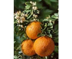 Arbuste Agrume "CHINOTTO", agrume sur tige