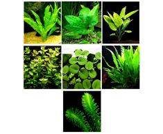 15 plantes daquarium vivantes / 7 types différents – Combo personnalisé (Anubias, Amazon Sword, Java Fougère, mousse et bien plus encore) Excellent échantillon de plantes pour 4 à 5 gal. Réservoirs !